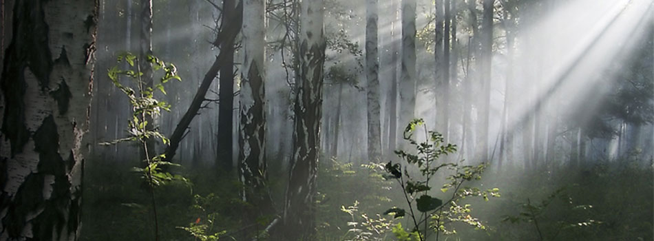 Timber Policy